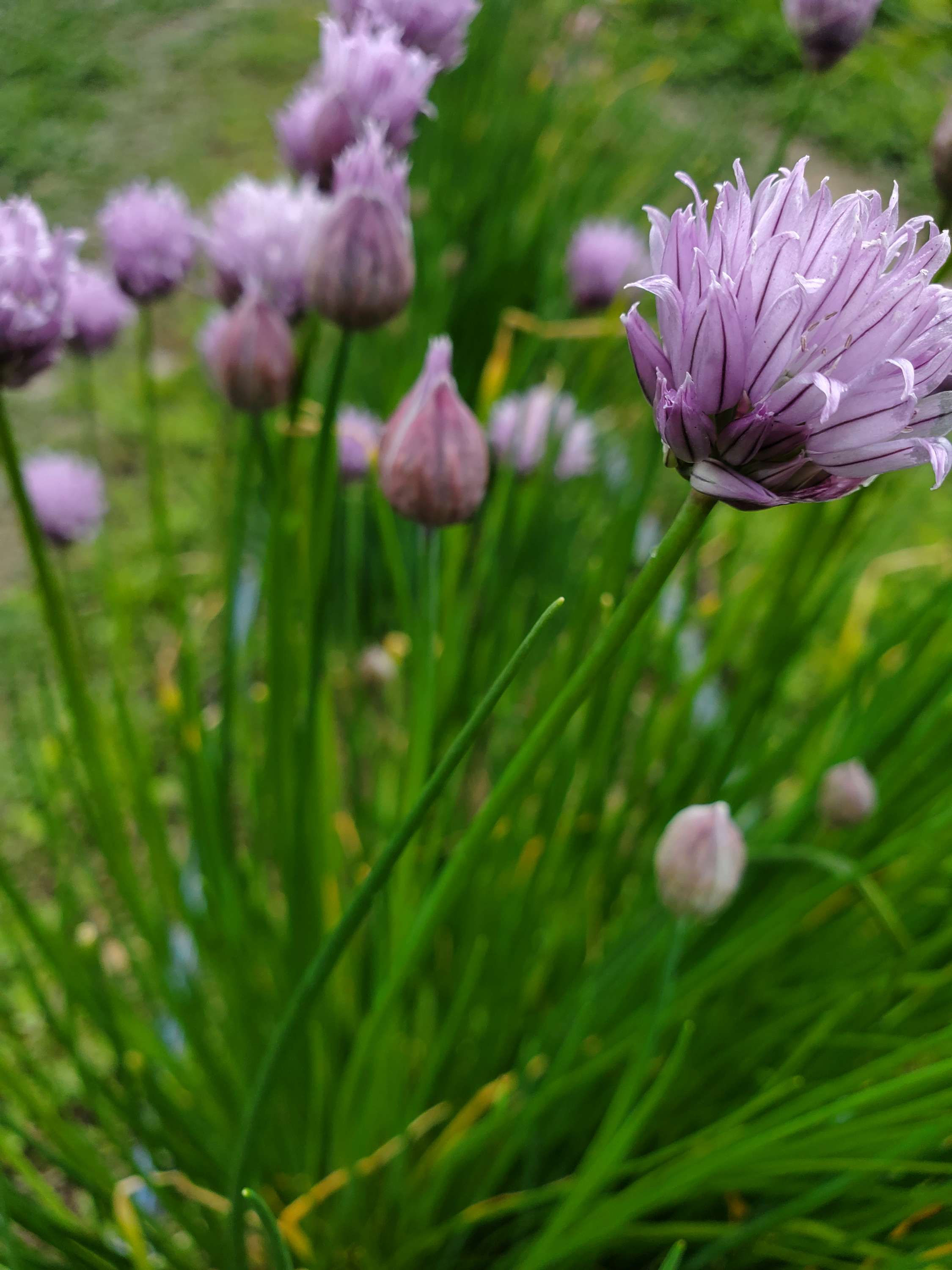 Chives