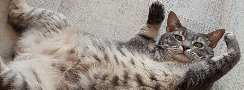 Comportementaliste félin sur Nantes