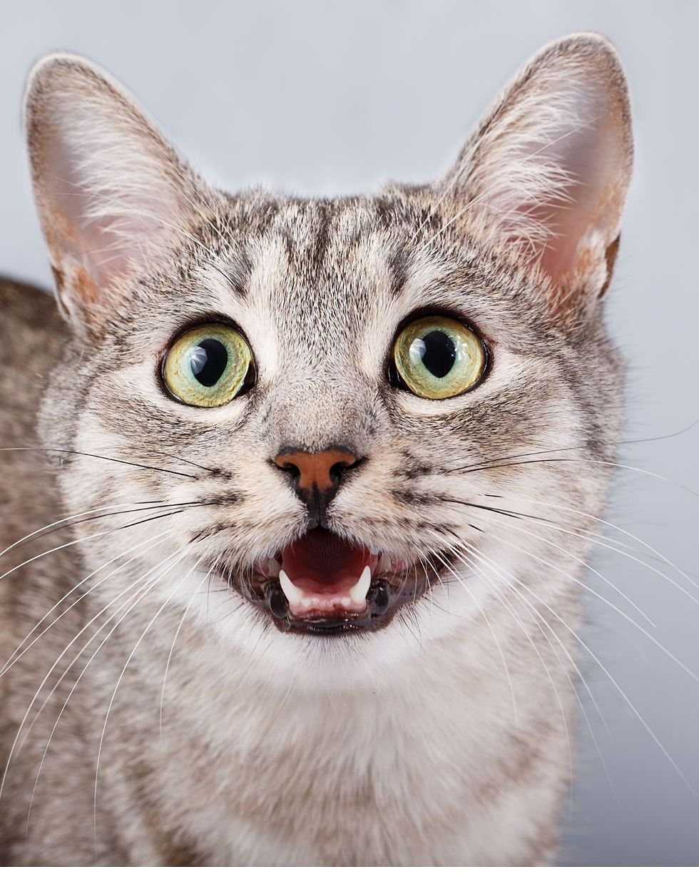 Un chat qui miaule la nuit