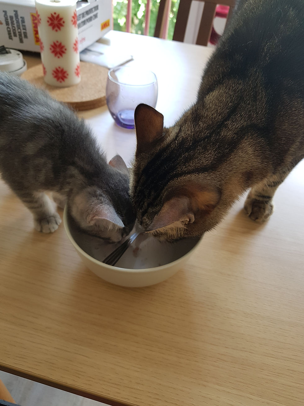 Deux chats qui partagent le même bol