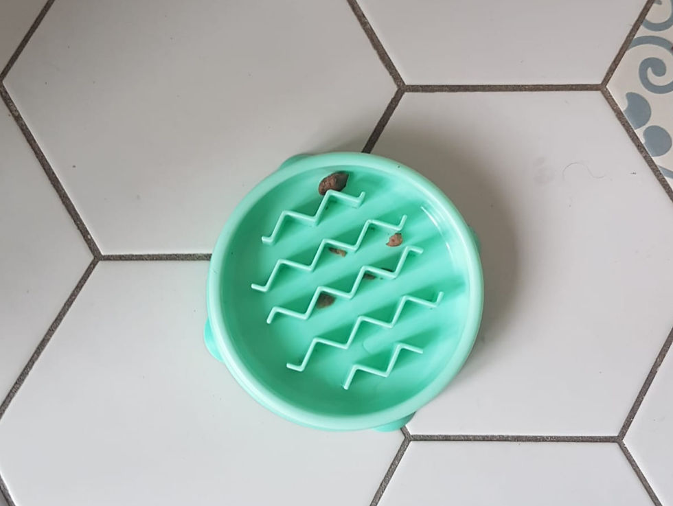 Gamelle ludique pour chat