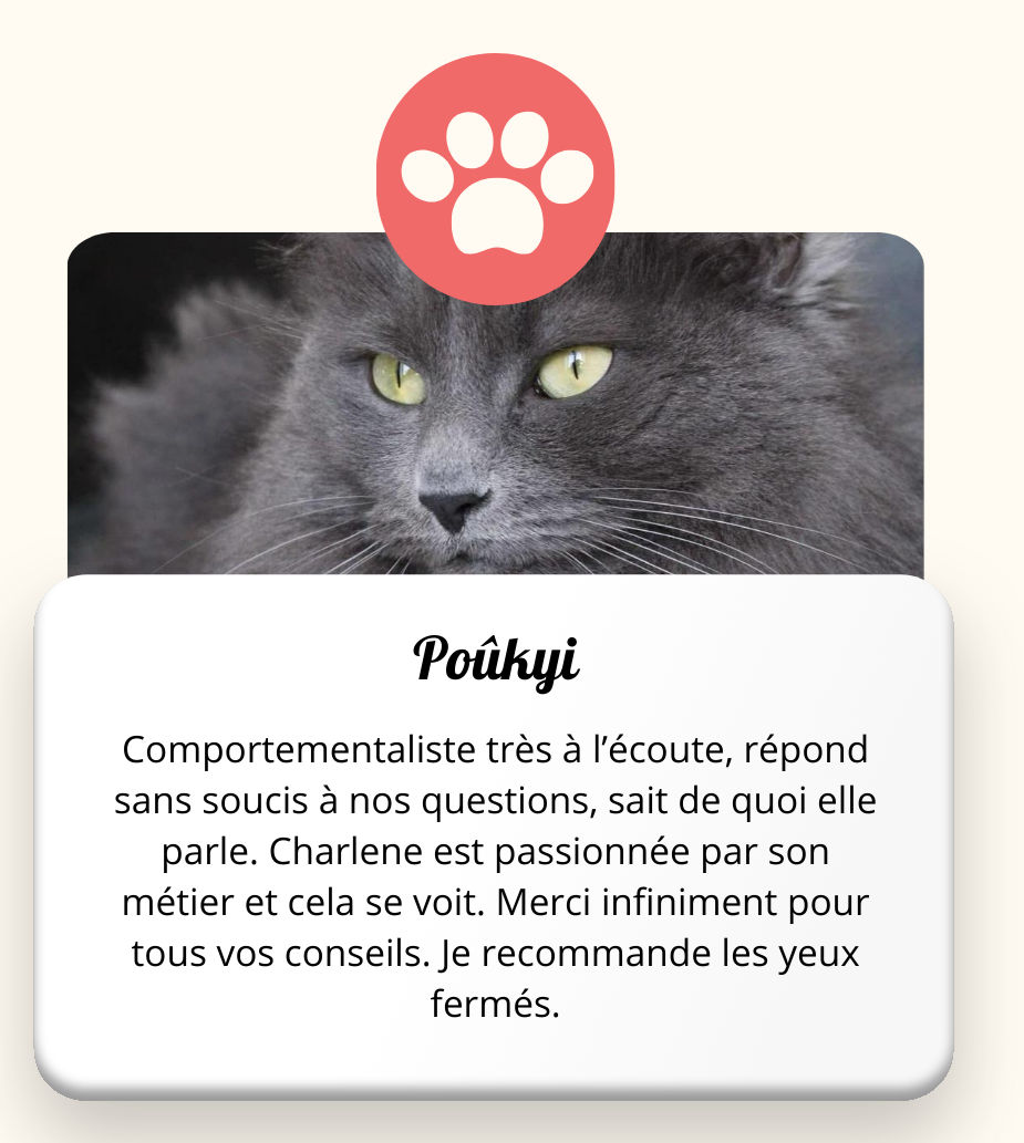 Un chat qui fait pipi sur le lit et griffe les murs
