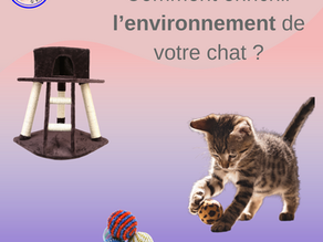 Comment enrichir l'environnement de votre chat ?
