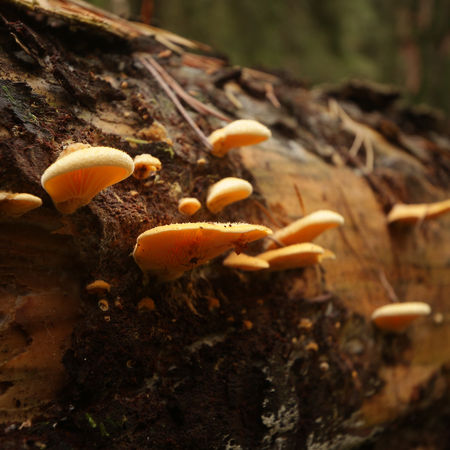 Pilze als Notnahrung: Erfahre, welche Vorteile und Nachteile Wildpilze in einer Survival-Situation haben, warum Verwechslungsgefahr so gefährlich ist und wann man Pilze besser nicht essen sollte.