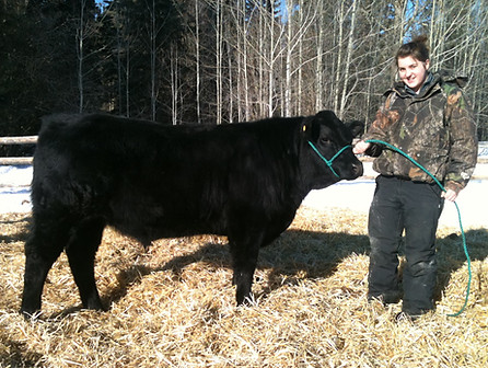RGK 411Y Hillview Your Pick Purebred Limousin 4-H Steer
