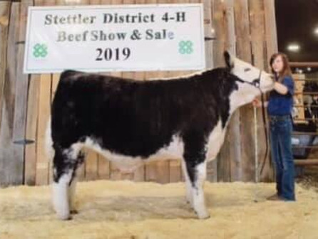 Italian Stallion Grand Champion 4-H Steer