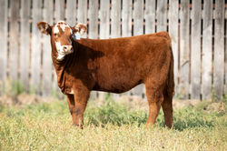 Lot 3 Superman Heifer