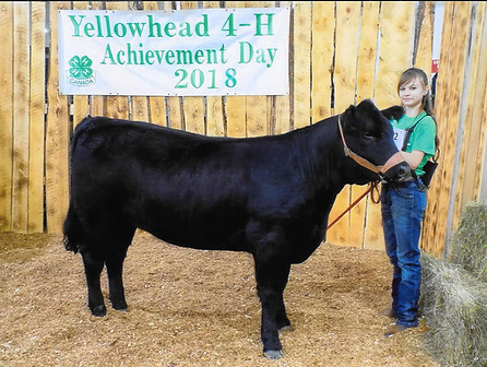 Believe in Me Interclub Grand Champion 4-H Heifer