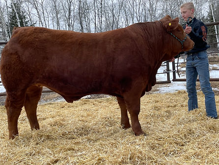 EMF Fast Lane 11F Purebred Limousin 4-H Steer
