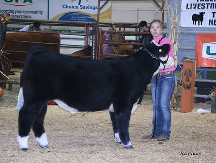 Carpe Diem Eye Candy Steer Reserve Champion Open Jackpot Steer Taber Junior Livestock Classic