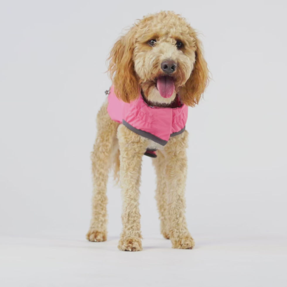 Küçük resim: Reversible Elasto-Fit Raincoat - Pink/Pink