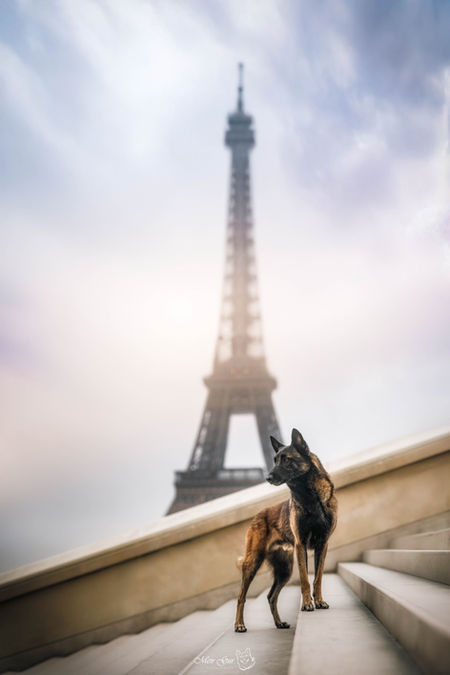 belgian malinois with the eiffel tower in the background