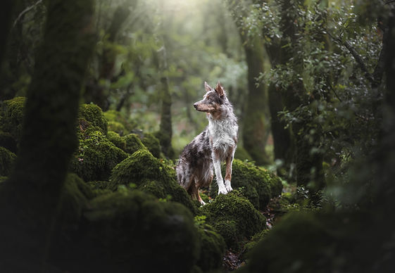 Border collie