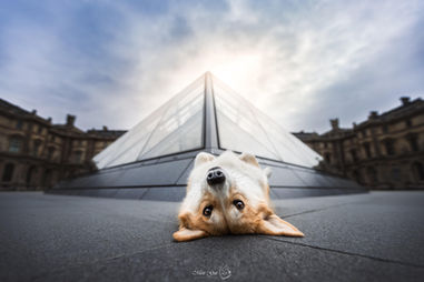 corgi lying on its back at the louvre paris
