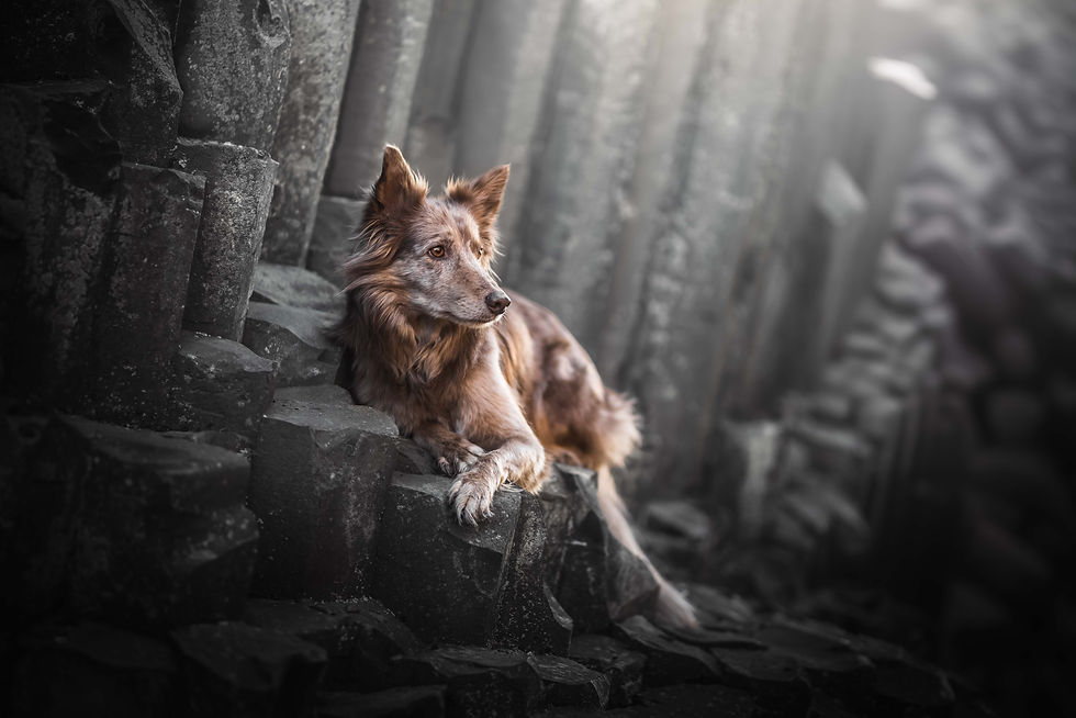 עריכה editing photoshop lightroom פוטושופ לייטרום ישראל online coaching dog photography צלם כלבים border collie בורדר קולי