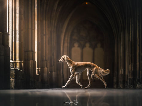 Saluki the netherlands utrecht photography canon sigma photoshop lightroom