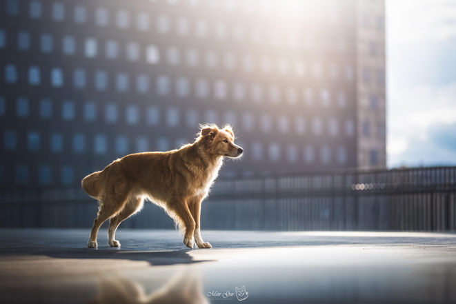 golden retriever mix at dokk1 in aarhus denmark