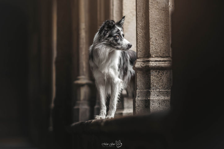 bicolor border collie portrait in utrecht netherlands