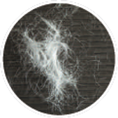 Haare.png