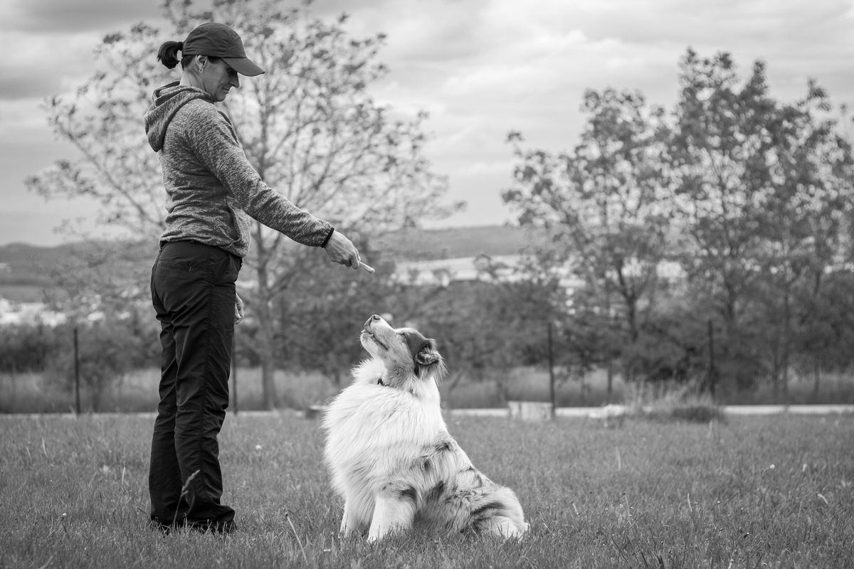Heeli Dog Training