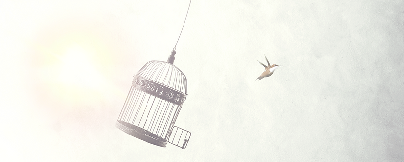 little birds escape out of birdcage, fre