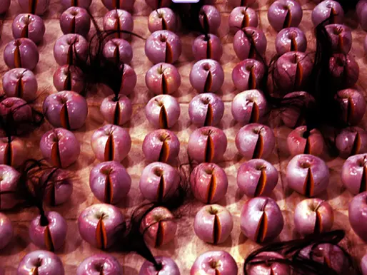 My Body, Red Apples, and The Purity of the Nation