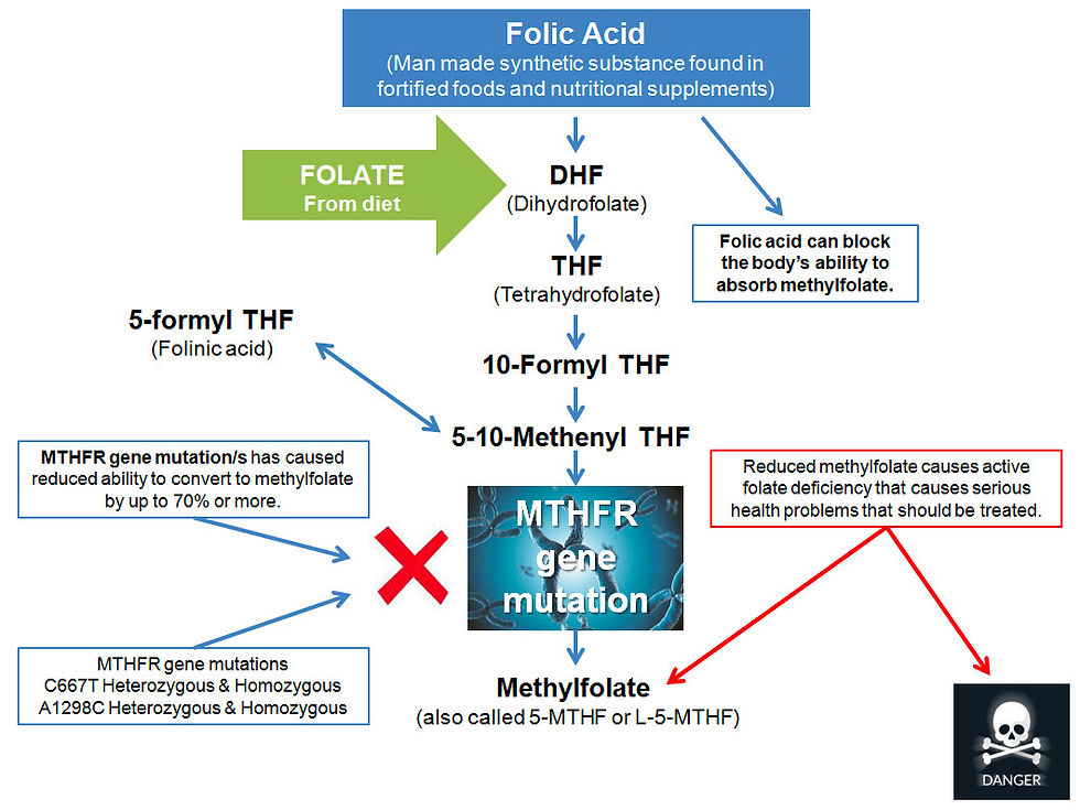 Folic Acid Enzyme Activity