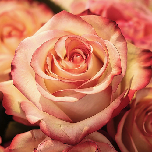 rose-3189198_1920.jpg