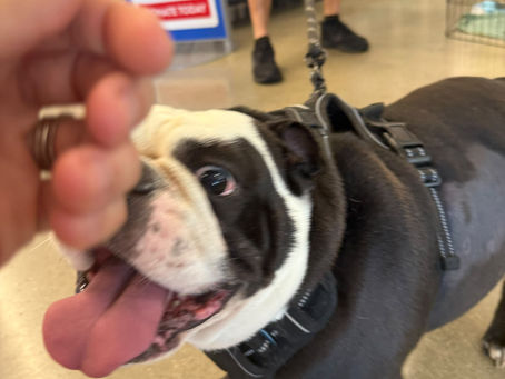 Dogs Make the Worst Poker Players: How to Read Your Dog's Body Language Before a Bite or Fight