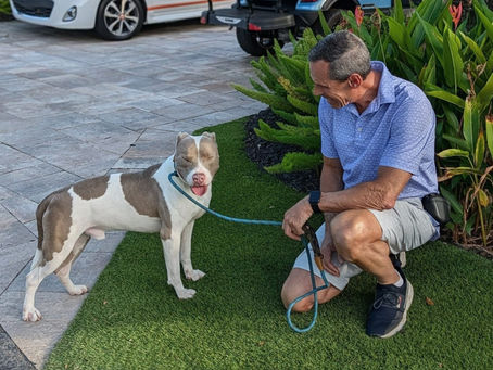 Why Is My Adopted Dog Getting Worse Instead of Better?