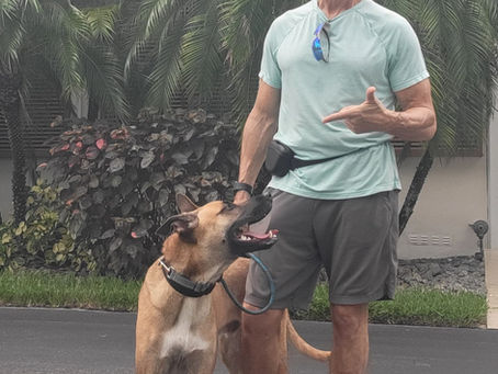 Why I Don't Use Prong Collars (And What I Do Instead)
