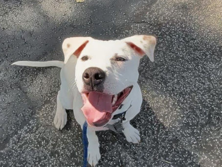 What Happens When an Adopted Dog Is Surrendered Back to the Shelter?