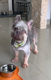 Adopted dog with separation anxiety