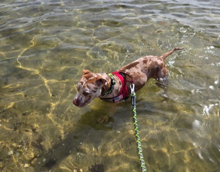 Rocky’s adoption photo: Rocky, a rescued pit bull, going to the beach for the first timeafter adoption in South Florida