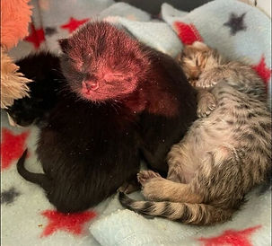 Kittens 1 week.jpg