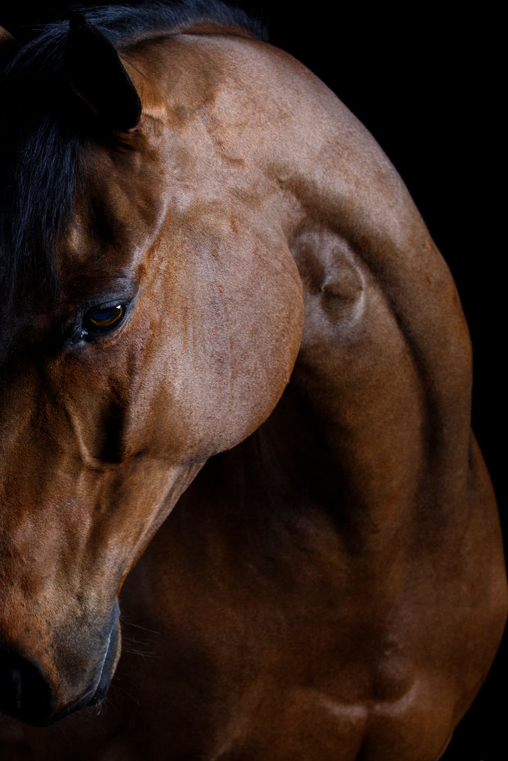 photographie equine Sophie carpene 
