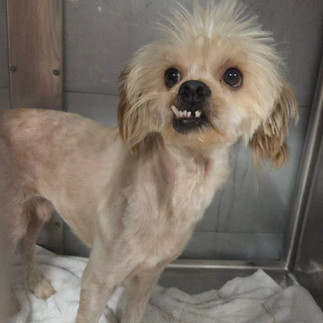 Waldo. Male. Shitzu mix