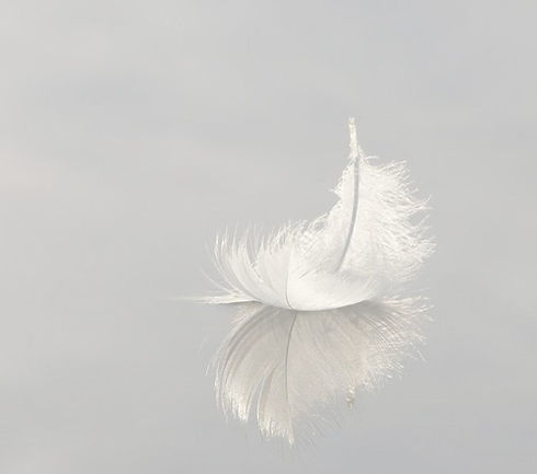 feather_edited_edited_edited.jpg
