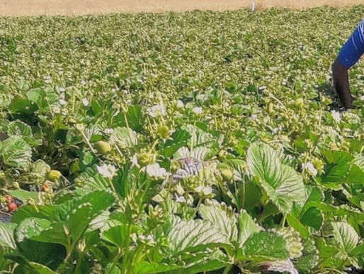 🍓👩🌾👨🌾📱 Cierre de temporada 2022-2023