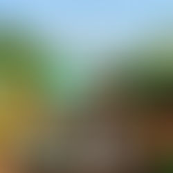 Beneficios y efectos de MIM en “Frutillas o Fresas”