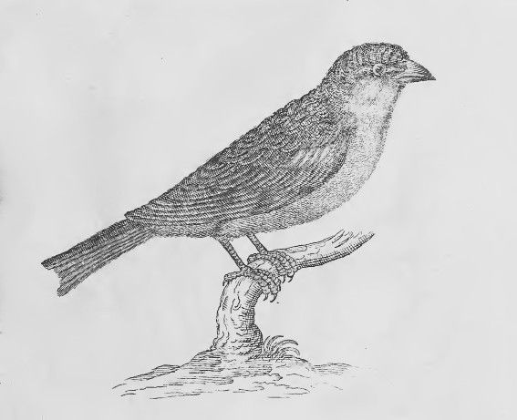 The Sparrow in Francis Willughby's Ornithologia