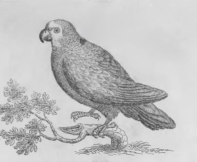 World Parrot Day: A Story about King Henry VIII's Parrot from Francis Willughby's Ornithologia