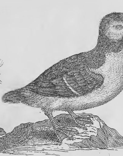 World Puffin Day: Atlantic Puffin