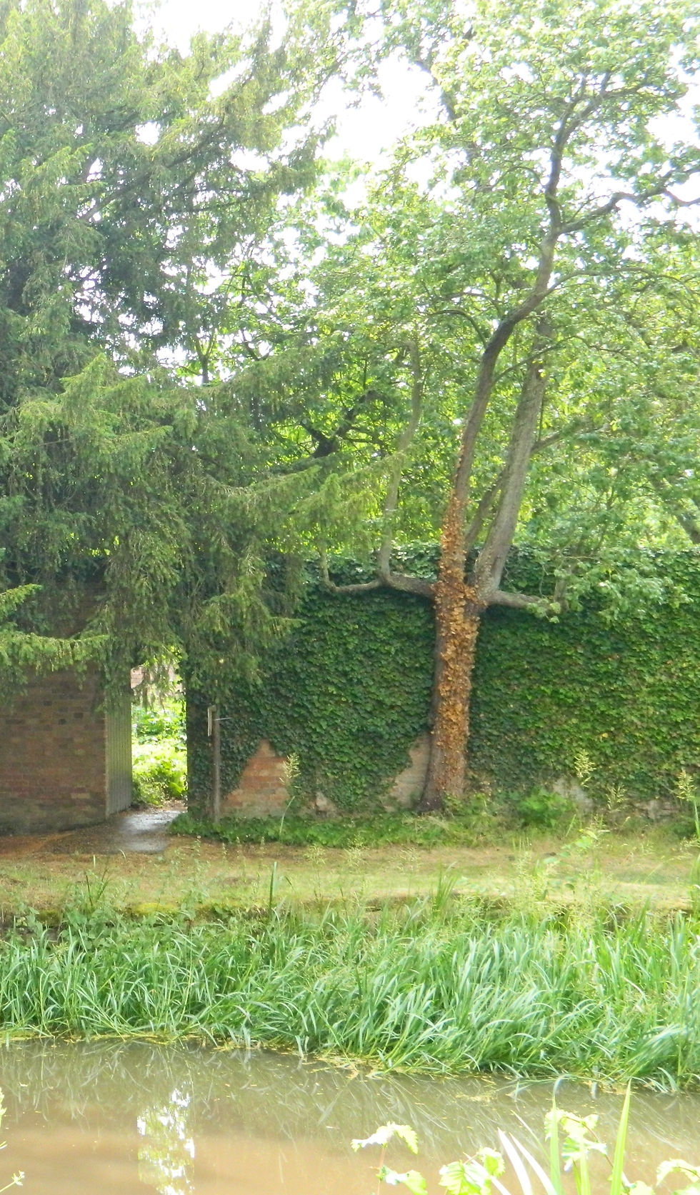 19th century pear tree ("Thompsons") against outer west wall of the Large Walled Garden at Middleton Hall, 2013. Photograph taken by Rehana Firth.