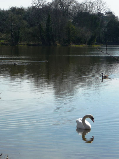 British Trust for Ornithology declares Middleton Pool as "a significant habitat for birds"