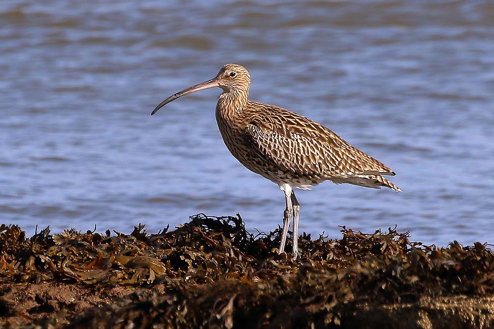 A curlew (Numenius arquata) at Fisherman’s Haven by Walter Baxter, 2018, CC-BY-SA 2.0, via Wikimedia Commons.