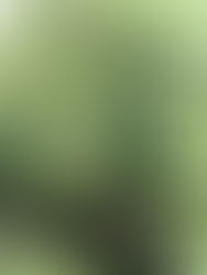 Willughby and Ray's Experiment into the Motion of Sap in Trees