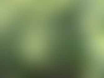 Willughby and Ray's Experiment into the Motion of Sap in Trees