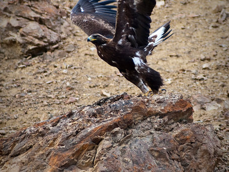 World Eagle Day: The Golden Eagle