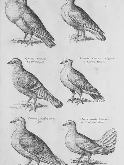 International Pigeon Day: Fancy Pigeons in Francis Willughby's Ornithologia